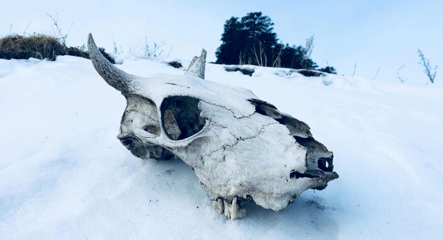 Cathie Wood Forecasts the Downfall of Memecoins A Grim Future scaled