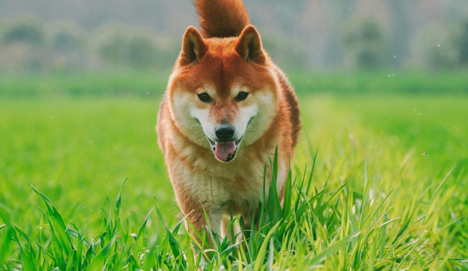 Unraveling the Recovery Trend of Dogecoin and Shiba Inu Prices Unraveling the Recovery Trend of Dogecoin and Shiba Inu Prices scaled