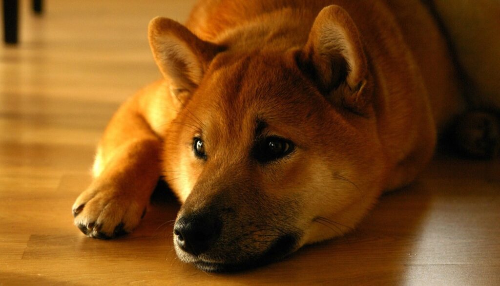 Analyst Explains Why Shiba Inu Won’t Reach $1 Analyst Explains Why Shiba Inu Wont Reach 1