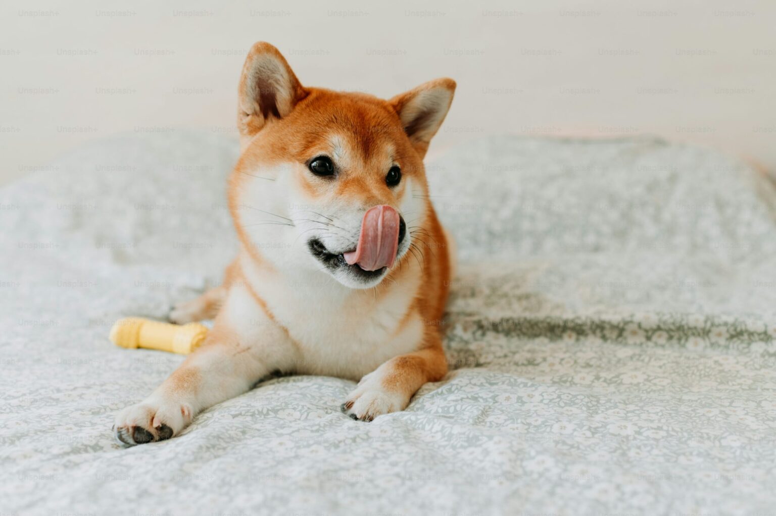 Shiba Inu Set for 17X Surge as SHIB Enters Prime scaled