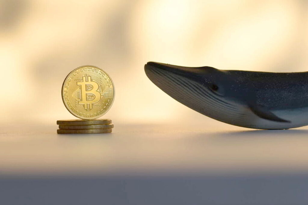 Are Major Bitcoin Investors Leading Your Next Move? Are Major Bitcoin Investors Leading Your Next Move