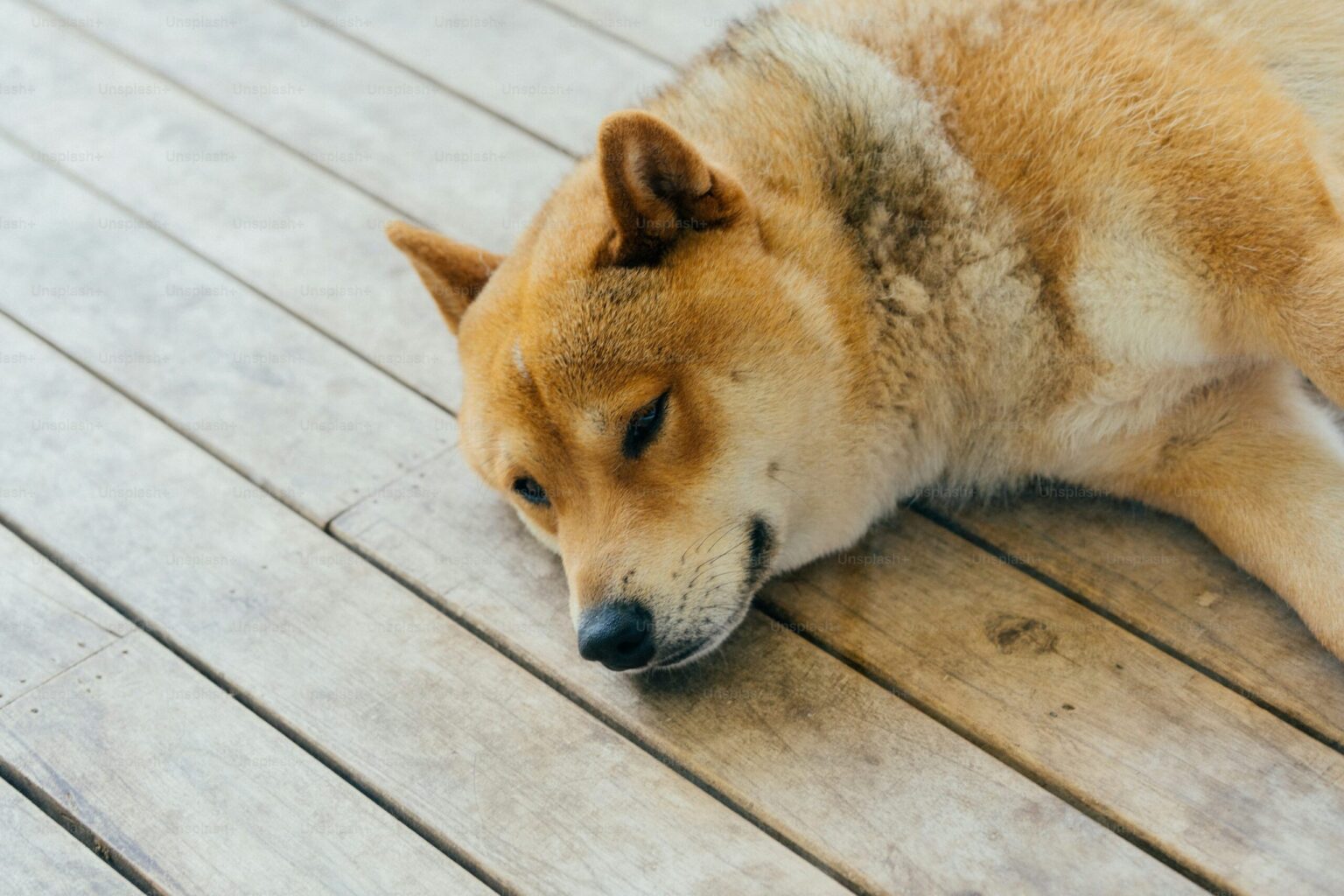 Shiba Inu Investor Missed 882M Fortune—Heres the Story scaled