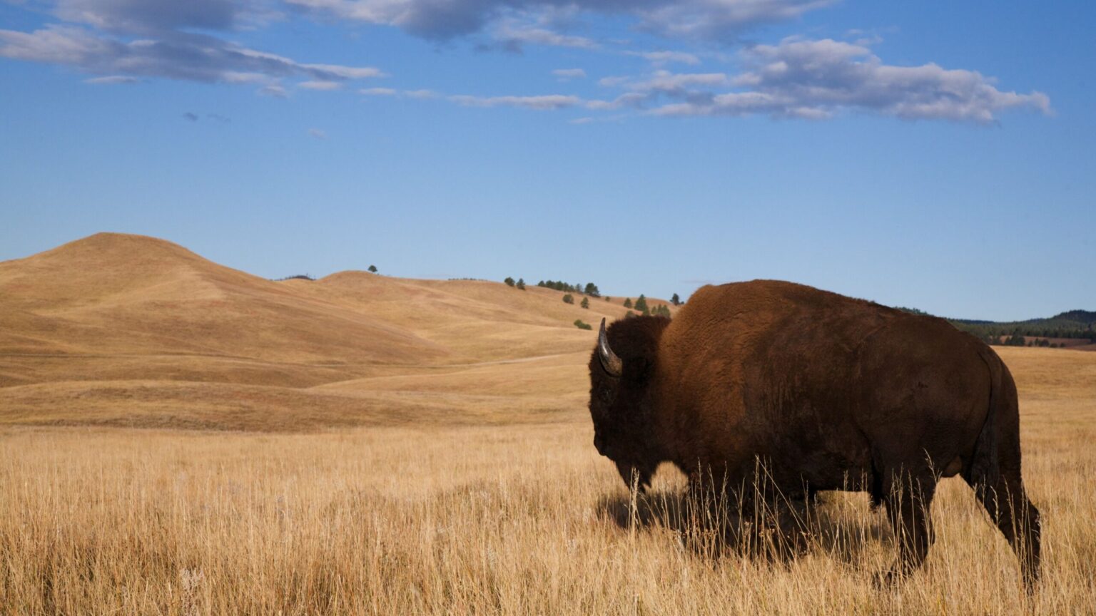 North Dakota Launches Roughrider Coin: State-Backed Crypto 2026 North Dakota Launches Roughrider Coin State Backed Crypto 2026 scaled